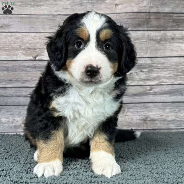 Joker, Bernedoodle Puppy